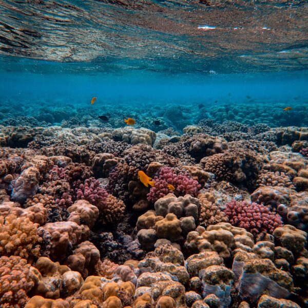 scenic photo of coral reef